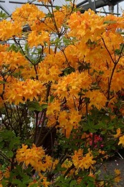 Florida Flame Native Azalea (Rhododendron Austrinum) - 3 Gallon Pot -FruitTree Store rhododendron austrinum florida flame native azalea 4