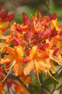 Florida Flame Native Azalea (Rhododendron Austrinum) - 3 Gallon Pot -FruitTree Store rhododendron austrinum florida flame native azalea 5