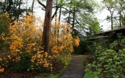 Florida Flame Native Azalea (Rhododendron Austrinum) - 3 Gallon Pot -FruitTree Store rhododendron austrinum florida flame native azalea 8