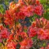 Father Ryan Oconee Native Azalea - 3 Gallon Pot -FruitTree Store rhododendron flammeum father ryan 6