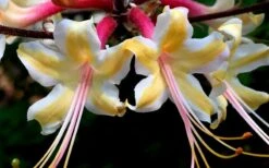 Millie Mac Native Azalea (Rhododendron) - 3 Gallon Pot -FruitTree Store rhododendron millie mac native azalea 15