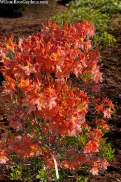 Pat Ryan Aromi Azalea (Rhododendron Hybrid) - 1 Gallon Pot -FruitTree Store rhododendron pat ryan native azalea 104