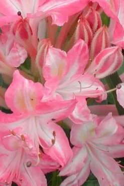 Ribbon Candy Swamp Azalea (Rhododendron Viscosum) - 2 Gallon Pot 11 Ribbon Candy Swamp Azalea (Rhododendron Viscosum) - 2 Gallon Pot -FruitTree Store rhododendron viscosum ribbon candy swamp azalea 1