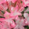 Ribbon Candy Swamp Azalea (Rhododendron Viscosum) - 2 Gallon Pot -FruitTree Store rhododendron viscosum ribbon candy swamp azalea 2