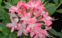 Ribbon Candy Swamp Azalea (Rhododendron Viscosum) - 2 Gallon Pot 12 Ribbon Candy Swamp Azalea (Rhododendron Viscosum) - 2 Gallon Pot -FruitTree Store rhododendron viscosum ribbon candy swamp azalea 3