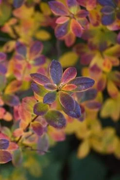 Swamp Azalea (Rhododendron Viscosum) - 1 Gallon Pot -FruitTree Store rhododendron viscosum swamp azalea 2