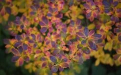 Swamp Azalea (Rhododendron Viscosum) - 1 Gallon Pot -FruitTree Store rhododendron viscosum swamp azalea 3 1