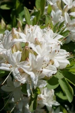 Swamp Azalea (Rhododendron Viscosum) - 1 Gallon Pot -FruitTree Store rhododendron viscosum swamp azalea 5