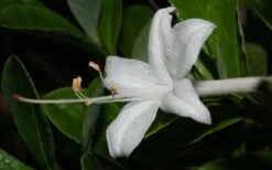 Swamp Azalea (Rhododendron Viscosum) - 1 Gallon Pot -FruitTree Store rhododendron viscosum swamp azalea 8