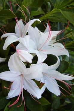 Weston's Innocence Fragrant Swamp Azalea (Rhododendron) - 3 Gallon Pot 15 Weston's Innocence Fragrant Swamp Azalea (Rhododendron) - 3 Gallon Pot -FruitTree Store rhododendron viscosum westons innocence native azalea 1