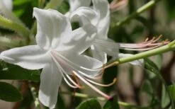 Weston's Innocence Fragrant Swamp Azalea (Rhododendron) - 3 Gallon Pot 12 Weston's Innocence Fragrant Swamp Azalea (Rhododendron) - 3 Gallon Pot -FruitTree Store rhododendron viscosum westons innocence swamp azalea 1