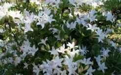 Weston's Innocence Fragrant Swamp Azalea (Rhododendron) - 3 Gallon Pot 13 Weston's Innocence Fragrant Swamp Azalea (Rhododendron) - 3 Gallon Pot -FruitTree Store rhododendron viscosum westons innocence swamp azalea 3
