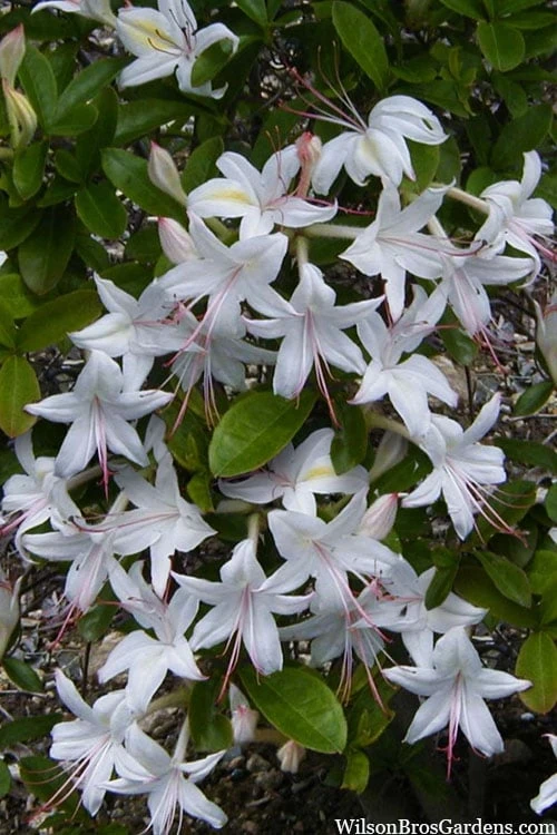 Weston's Innocence Fragrant Swamp Azalea (Rhododendron) - 3 Gallon Pot 3 Weston's Innocence Fragrant Swamp Azalea (Rhododendron) - 3 Gallon Pot