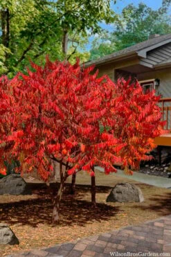 Staghorn Sumac (Rhus Typhina) - 3 Gallon Pot -FruitTree Store rhus typhina staghorn sumac 10