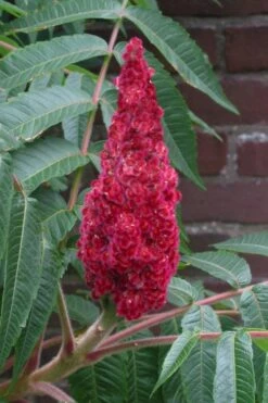 Staghorn Sumac (Rhus Typhina) - 3 Gallon Pot -FruitTree Store rhus typhina staghorn sumac 2