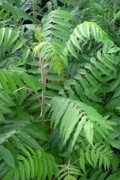 Staghorn Sumac (Rhus Typhina) - 3 Gallon Pot -FruitTree Store rhus typhina staghorn sumac 3
