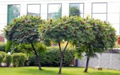 Staghorn Sumac (Rhus Typhina) - 3 Gallon Pot -FruitTree Store rhus typhina staghorn sumac 5