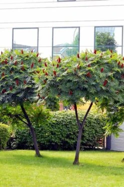 Staghorn Sumac (Rhus Typhina) - 3 Gallon Pot -FruitTree Store rhus typhina staghorn sumac 7