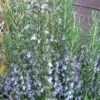 Gorizia Barbecue Skewers Rosemary - 1 Gallon Pot -FruitTree Store rosmarinus officinalis gorizia rosemary 2