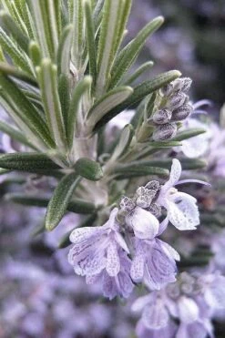 Gorizia Barbecue Skewers Rosemary - 1 Gallon Pot 14 Gorizia Barbecue Skewers Rosemary - 1 Gallon Pot -FruitTree Store rosmarinus officinalis gorizia rosemary 7