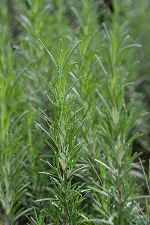 Madeline Hill Rosemary - 1 Gallon Pot 9 Madeline Hill Rosemary - 1 Gallon Pot - Image 7