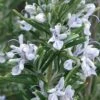 Madeline Hill Rosemary - 1 Gallon Pot 1 Madeline Hill Rosemary - 1 Gallon Pot -FruitTree Store rosmarinus officinalis madalene hill hardy rosemary 4