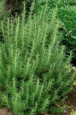 Madeline Hill Rosemary - 1 Gallon Pot 13 Madeline Hill Rosemary - 1 Gallon Pot -FruitTree Store rosmarinus officinalis madalene hill hardy rosemary 5