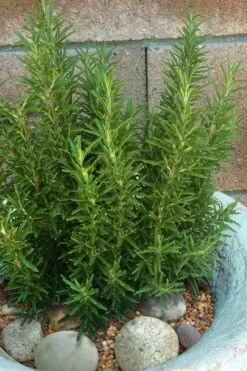 Madeline Hill Rosemary - 1 Gallon Pot 14 Madeline Hill Rosemary - 1 Gallon Pot -FruitTree Store rosmarinus officinalis madalene hill hardy rosemary 8