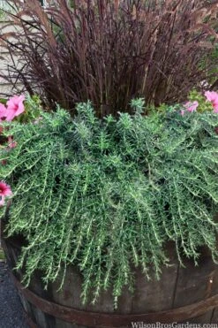 Prostrate Creeping Rosemary - 1 Gallon Pot -FruitTree Store rosmarinus officinalis prostratus creeping rosemary 103