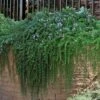 Prostrate Creeping Rosemary - 1 Gallon Pot -FruitTree Store rosmarinus officinalis prostratus creeping rosemary 105