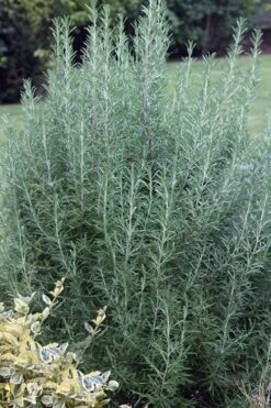 FruitTree Store 34 Salem Rosemary - 1 Gallon Pot