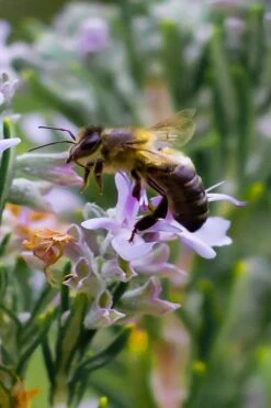Salem Rosemary - 1 Gallon Pot 11 Salem Rosemary - 1 Gallon Pot -FruitTree Store rosmarinus officinalis salem rosemary 6 2