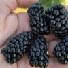 Prime Ark Horizon Blackberry Plant - 1 Gallon Pot 1 Prime Ark Horizon Blackberry Plant - 1 Gallon Pot -FruitTree Store rubus prime ark horizon blackberry 1