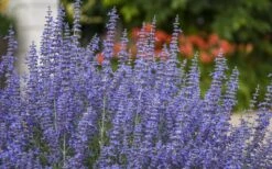 Denim N' Lace Russian Sage (Perovskia) - 1 Gallon Pot 12 Denim N' Lace Russian Sage (Perovskia) - 1 Gallon Pot -FruitTree Store sage russian denim n lace 800x500 1