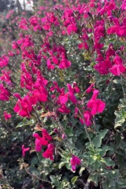 Heatwave Brilliance Salvia (Sage) - 1 Gallon Pot -FruitTree Store salvia greggii heatwave brilliance 10