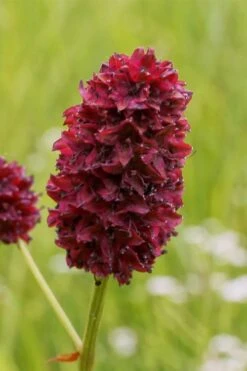 Great Burnet (Sanguisorba Officinalis) - 1 Gallon Pot -FruitTree Store sanguisorba officinalis great burnet 2
