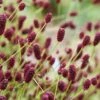 Great Burnet (Sanguisorba Officinalis) - 1 Gallon Pot -FruitTree Store sanguisorba officinalis great burnet 3