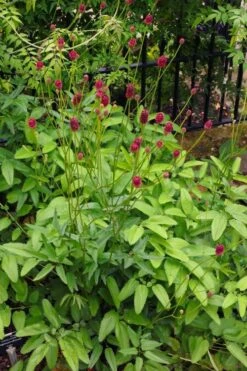 Great Burnet (Sanguisorba Officinalis) - 1 Gallon Pot -FruitTree Store sanguisorba officinalis great burnet 4