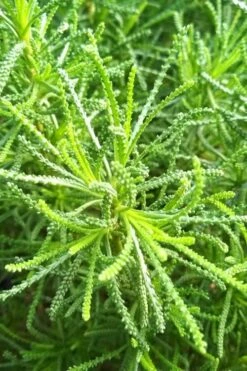 Green Santolina (Lavender Cotton) - 5 Pack Of Quart Pots -FruitTree Store santolina virens green lavender cotton 10