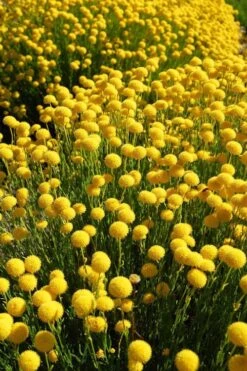 Green Santolina (Lavender Cotton) - 5 Pack Of Quart Pots -FruitTree Store santolina virens green lavender cotton 6