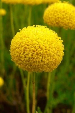 Green Santolina (Lavender Cotton) - 5 Pack Of Quart Pots -FruitTree Store santolina virens green lavender cotton 7