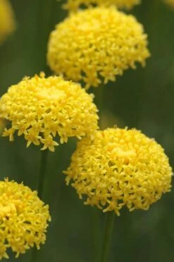 Green Santolina (Lavender Cotton) - 5 Pack Of Quart Pots -FruitTree Store santolina virens green lavender cotton 8