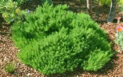 Green Santolina (Lavender Cotton) - 5 Pack Of Quart Pots -FruitTree Store santolina virens green lavender cotton 9