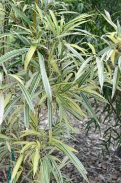 Variegated Chinese Temple Bamboo - Sinobambusa Tootsik 'Albostriata' - 3 Gallon Pot -FruitTree Store sinobambusa toosik albostriata variegated temple bamboo 1