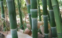 Solid Stem Bamboo - Phyllostachys Heteroclada - 3 Gallon Pot (4-6') -FruitTree Store solid stem bamboo