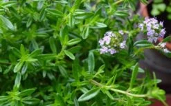 Summer Savory Plant - 6 Pack Of Pint Pots 14 Summer Savory Plant - 6 Pack Of Pint Pots -FruitTree Store summer savory herb plant 4