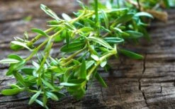 Summer Savory Plant - 6 Pack Of Pint Pots 15 Summer Savory Plant - 6 Pack Of Pint Pots -FruitTree Store summer savory herb plant 5