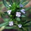 Summer Savory Plant - 6 Pack Of Pint Pots 1 Summer Savory Plant - 6 Pack Of Pint Pots -FruitTree Store summer savory herb plant 6