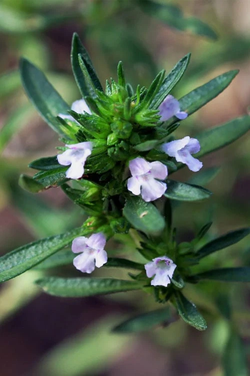 Summer Savory Plant - 6 Pack Of Pint Pots 3 Summer Savory Plant - 6 Pack Of Pint Pots