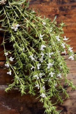 Summer Savory Plant - 6 Pack Of Pint Pots 13 Summer Savory Plant - 6 Pack Of Pint Pots -FruitTree Store summer savory herb plant 7